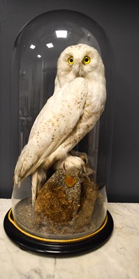 Lot 292 - An early 20th century Taxidermy Snowy Owl,...