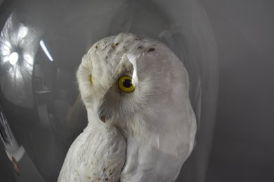 Lot 292 - An early 20th century Taxidermy Snowy Owl,...
