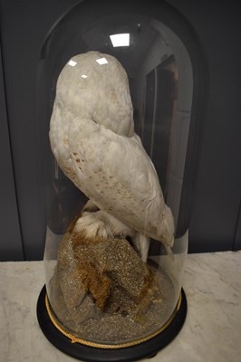 Lot 292 - An early 20th century Taxidermy Snowy Owl,...