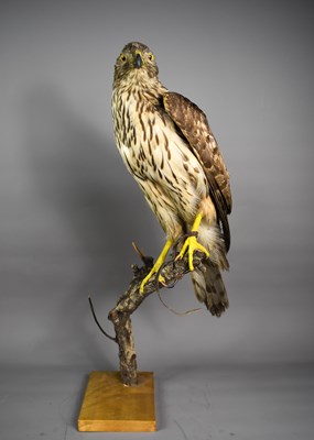 Lot 258 - Taxidermy:  A 19thcentury jevenile goshawk,...