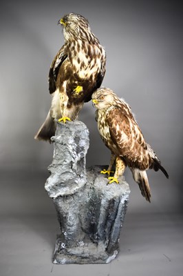 Lot 259 - Taxidermy: A pair of 19th century rough legged...