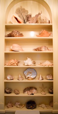 Lot 264 - Conchology: A large collection of sea shells...