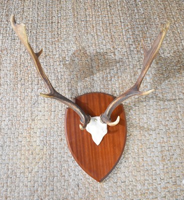 Lot 258 - A pair of mounted stag antlers on a mahogany...