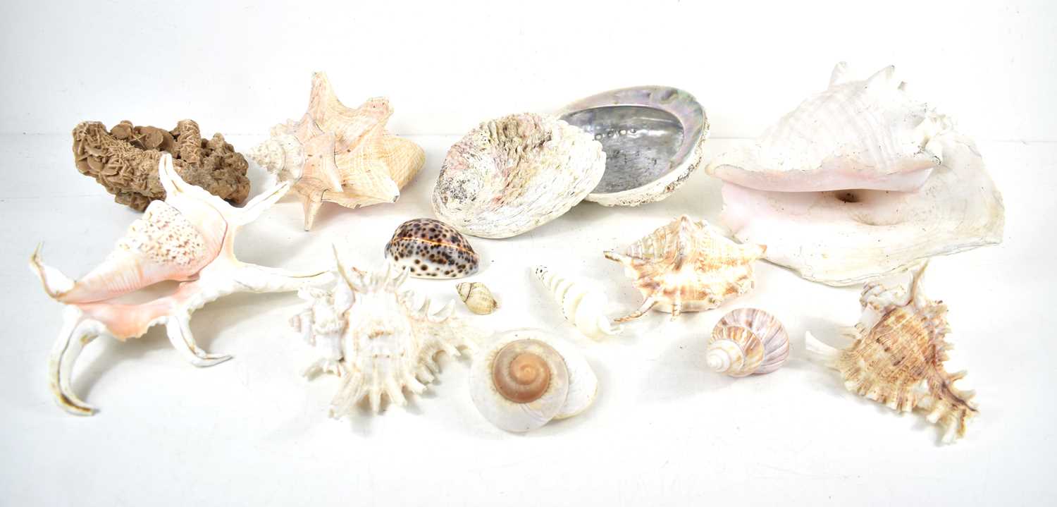 Lot 196 - A group of sea shells to include Conch,
