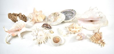 Lot 196 - A group of sea shells to include Conch, Spider...