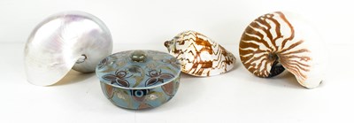 Lot 63 - Three antique shells: Chambered Nautillus,...