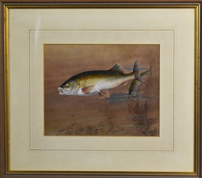Lot 373 - W E Powell (19th century): study of fish,...