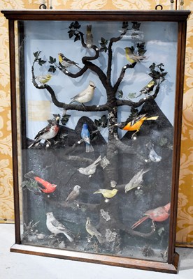 Lot 332 - A ornithological taxidermy display.