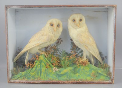 Lot 334 - A 19th century taxidermy pair of barn owls in...