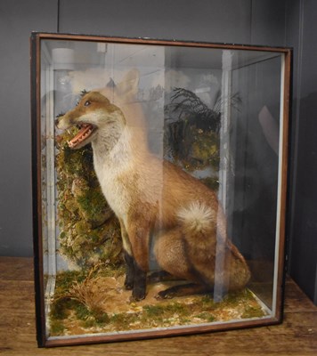 Lot 377 - A Taxidermy male fox in a naturalistic setting,...