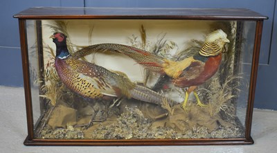 Lot 378 - A Taxidermi pheasant and golden pheasant, in...