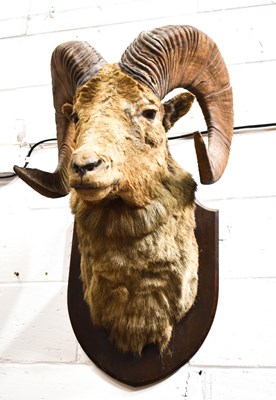 Lot 206 - Taxidermy: A late 19th century Tibetan Argali...