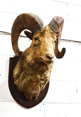 Lot 206 - Taxidermy: A late 19th century Tibetan Argali...