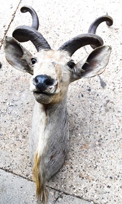 Lot 205 - Taxidermy: A 19th century Greater kudu...