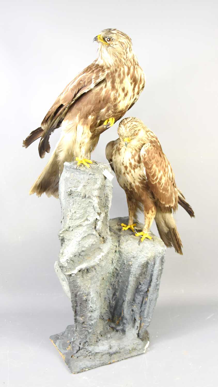 Lot 485 - Taxidermy: A pair of rough legged buzzards...