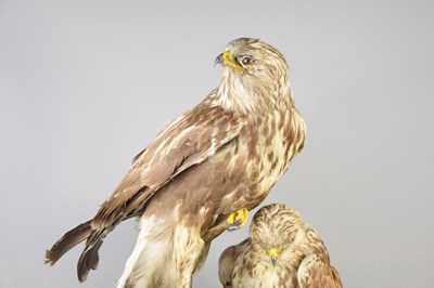 Lot 485 - Taxidermy: A pair of rough legged buzzards...