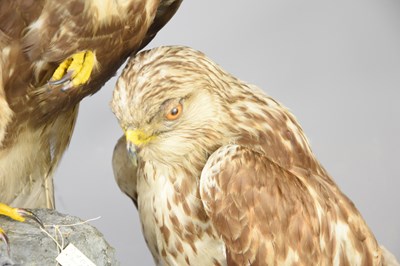 Lot 485 - Taxidermy: A pair of rough legged buzzards...