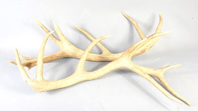 Lot 537 - A pair of stag deer antlers, 80cm.