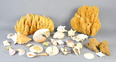 Lot 88 - Three coral sponge specimens, the largest...