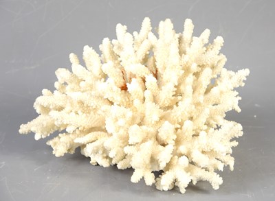Lot 76 - A large white coral specimen, 22cm by 14cm.