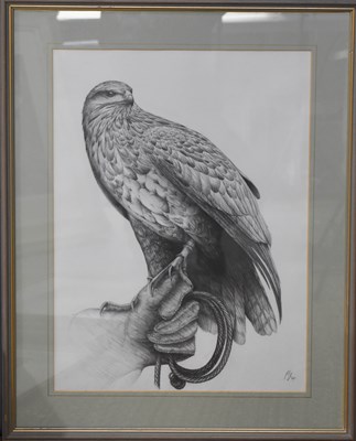 Lot 465 - P Draper (20th century): Buzzard Study, pencil...