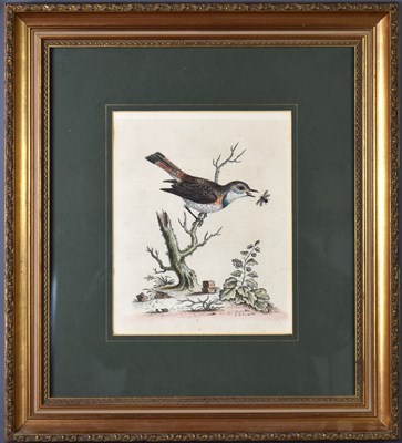 Lot 398 - A 19th century ornithological study of a...