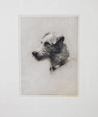 Lot 440a - 'Cats!', an engraving of a terrier with ears...